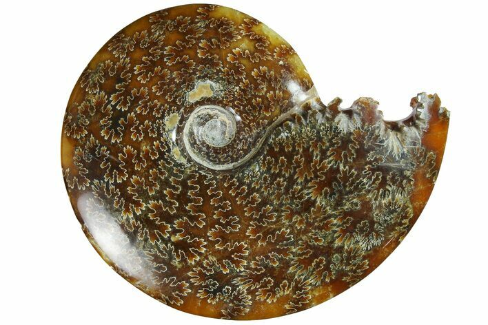 Polished Ammonite (Cleoniceras) Fossil - Madagascar #185480